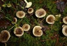Frostschneckling, Foto 17
