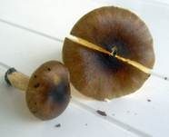 Frostschneckling, Foto 19
