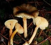Frostschneckling, Foto 23