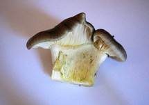 Frostschneckling, Foto 7