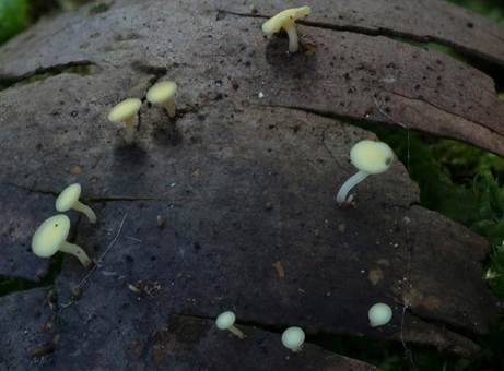 Fruchtschalenbecherchen, Foto 2
