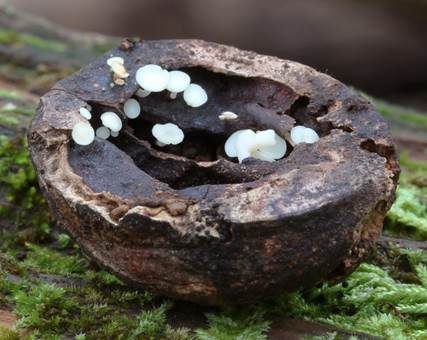 Fruchtschalenbecherchen, Foto 3