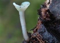 Fruchtschalenbecherchen, Foto 9