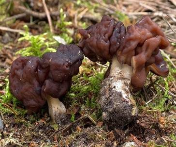 Frühjahrslorchel, Foto 2