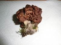 Frühjahrslorchel, Foto 18