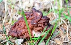 Frühjahrslorchel, Foto 24