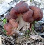 Frühjahrslorchel, Foto 28