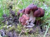 Frühjahrslorchel, Foto 29