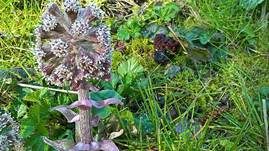 Frühjahrslorchel, Foto 47