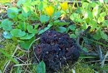 Frühjahrslorchel, Foto 50