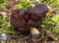 Frühjahrslorchel, Foto 7