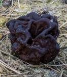 Frühjahrslorchel, Foto 56
