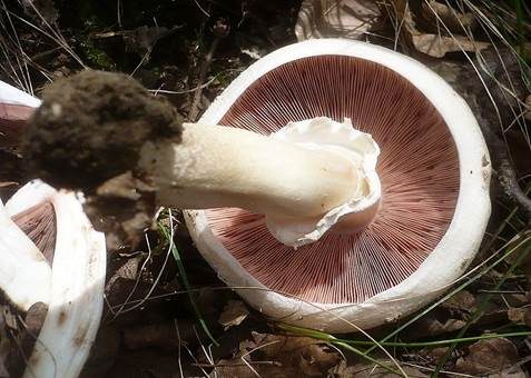 Frühlingschampignon, Foto 2