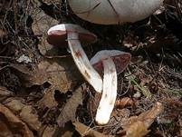 Frühlingschampignon, Foto 7