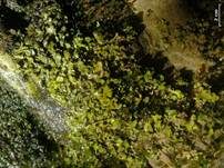 Bach-Lederflechte, Foto 8