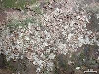Bach-Lederflechte, Foto 9