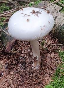 Frühlingsknollenblätterpilz, Foto 5