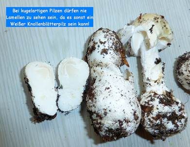 Frühlingsknollenblätterpilz, Foto 9