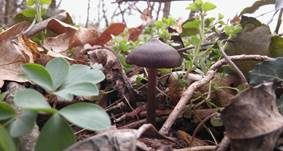 Frühlingsrötling, Foto 21