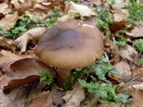 Frühlingsweichritterling, Foto 13