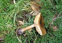 Frühlingsweichritterling, Foto 18
