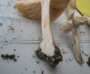 Frühlingsweichritterling, Foto 20
