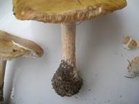 Frühlingsweichritterling, Foto 23
