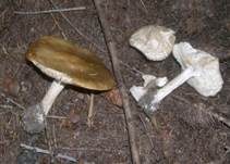 Frühlingsweichritterling, Foto 27