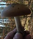 Frühlingsweichritterling, Foto 28