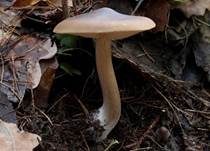 Frühlingsweichritterling, Foto 8