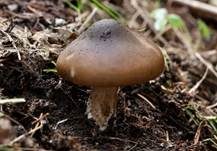 Frühlingsweichritterling, Foto 11