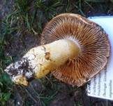 Fuchsigbrauner Schleimkopf, Foto 6