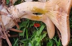 Fuchsiger Röteltrichterling, Foto 18