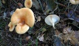 Fuchsiger Röteltrichterling, Foto 27