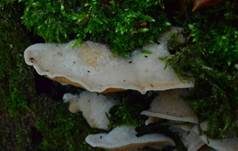 Gallertfleischiger Fältling, Foto 15
