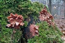 Gallertfleischiger Fältling, Foto 35