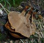 Gebändelter Dauerporling, Foto 13