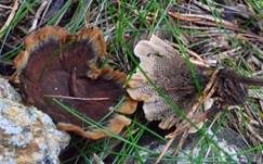 Gebändelter Dauerporling, Foto 23