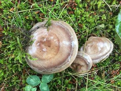 Gebänderter Hainbuchenmilchling, Foto 4