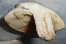 Gebänderter Hainbuchenmilchling, Foto 39