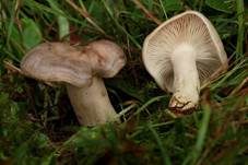 Gebänderter Hainbuchenmilchling, Foto 6