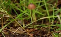 Gebirgs-Samthäubchen, Foto 6