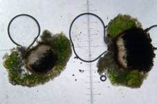 Balken-Staubfruchtflechte, Foto 8