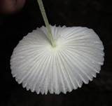 Gebrechlicher Faltenschirmling, Foto 6