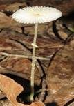 Gebrechlicher Faltenschirmling, Foto 7