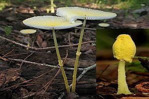 Gebrechlicher Faltenschirmling, Foto 1
