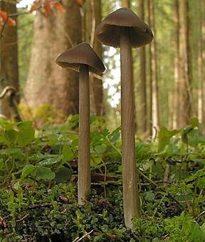 Gebrechlicher Glöckling, Foto 4