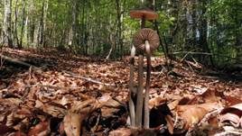 Gebrechlicher Glöckling, Foto 5
