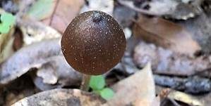 Gebrechlicher Glöckling, Foto 6