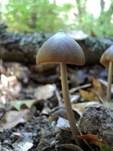 Gebrechlicher Glöckling, Foto 8